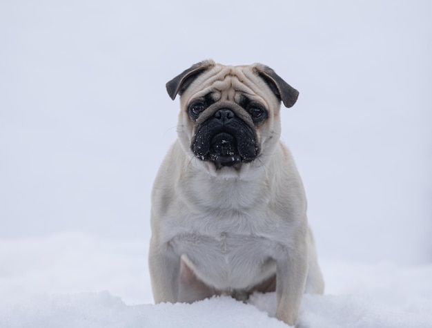 portrait de chien carlin en hiver