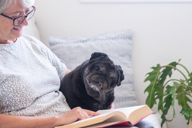 Portrait d'un chien carlin noir curieux assis sur un canapé avec son propriétaire principal, se relaxant ensemble à la maison