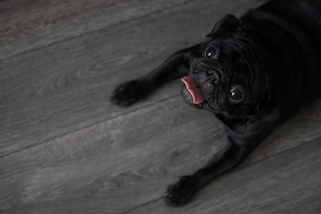 Portrait d'un chien carlin noir, de profil