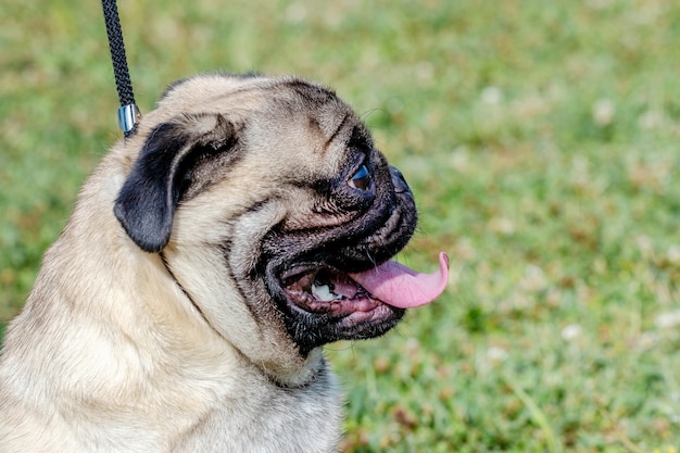 Portrait d'un chien carlin de profil sur un fond d'herbe