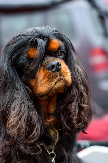 Photo portrait d'un chien cavalier king charles spaniel noir et brun