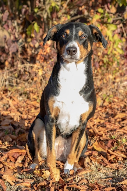 Photo portrait d'un chien sur un champ à l'automne