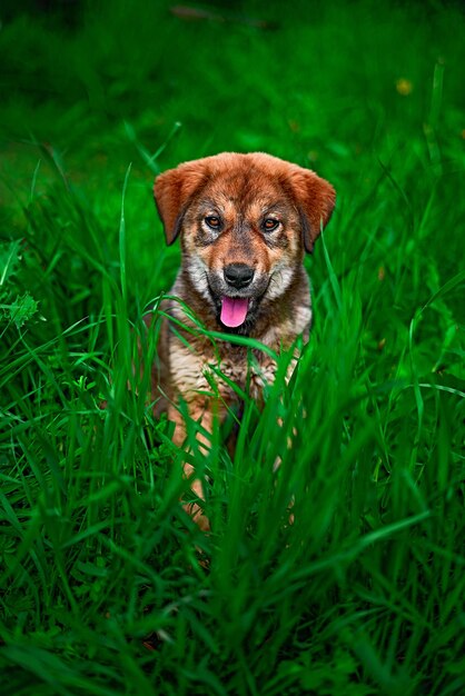 Portrait de chien sur le champ