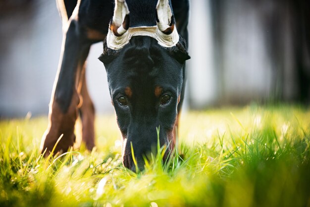 Photo portrait de chien sur le champ