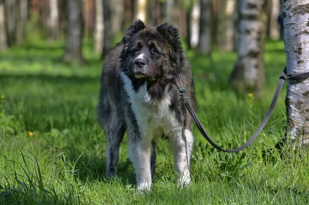 Portrait de chien sur le champ