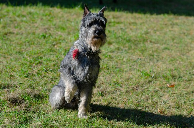 Photo portrait d'un chien sur le champ