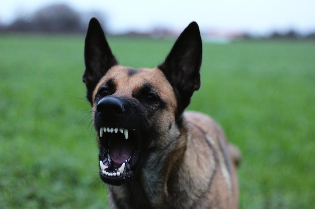 Photo portrait d'un chien sur le champ