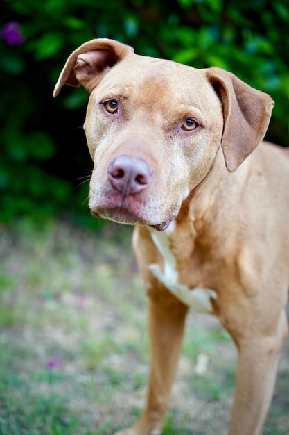 Portrait de chien sur le champ
