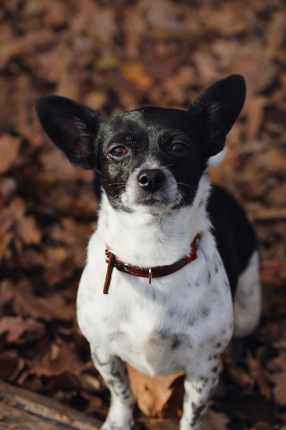 Photo portrait de chien sur le champ