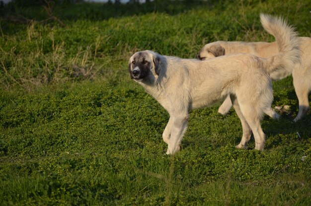 Photo portrait d'un chien sur le champ