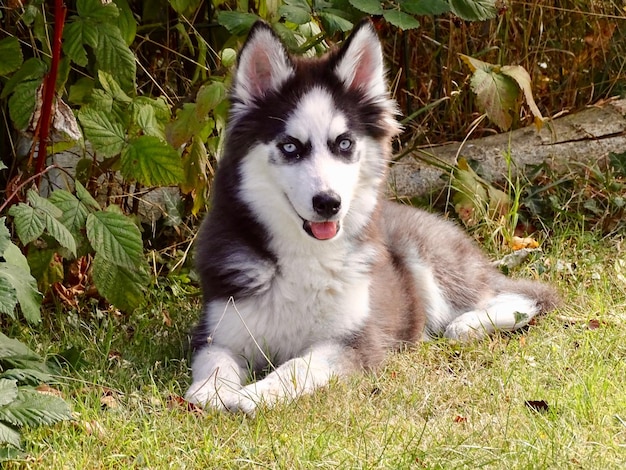 Photo portrait de chien sur le champ