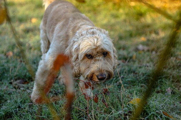 Photo portrait de chien sur le champ