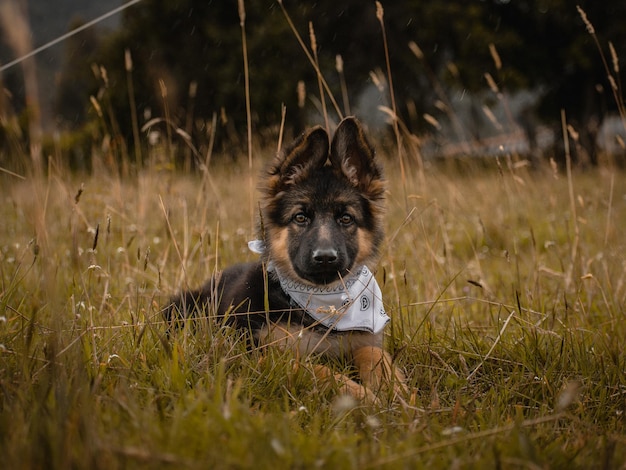 Photo portrait de chien sur le champ