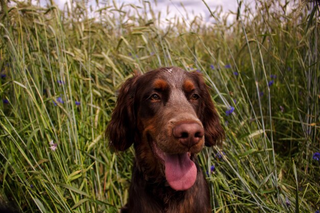 Portrait de chien sur le champ