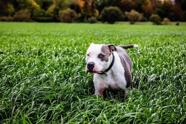 Portrait de chien sur le champ