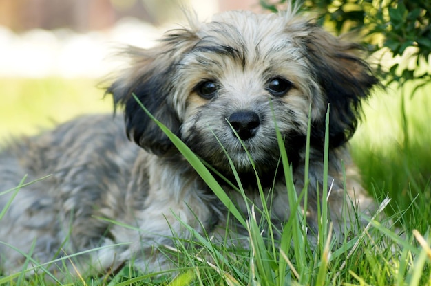 Portrait d'un chien sur le champ