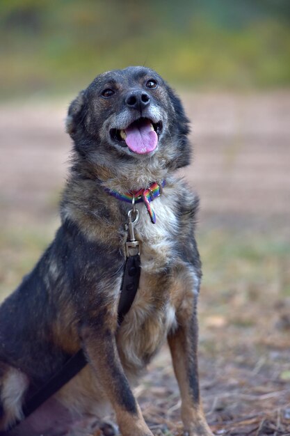 Photo portrait de chien sur le champ