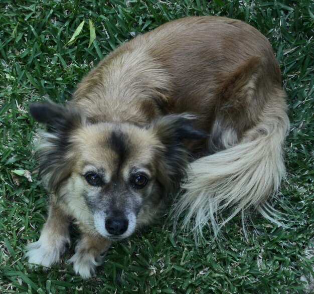 Portrait d'un chien sur le champ