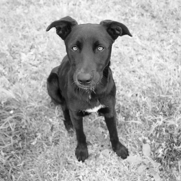 Photo portrait de chien sur le champ