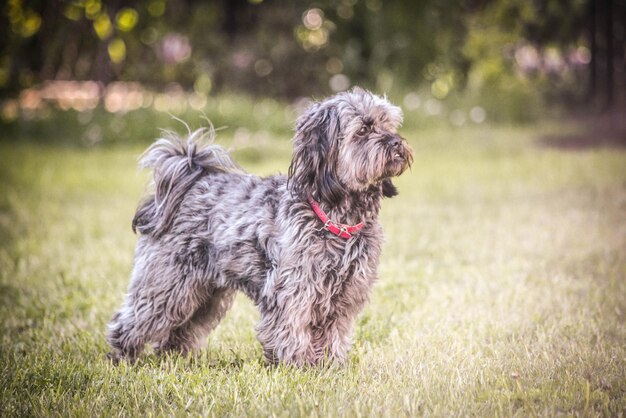 Photo portrait d'un chien sur le champ