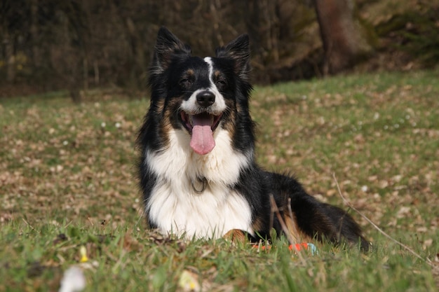 Photo portrait de chien sur le champ