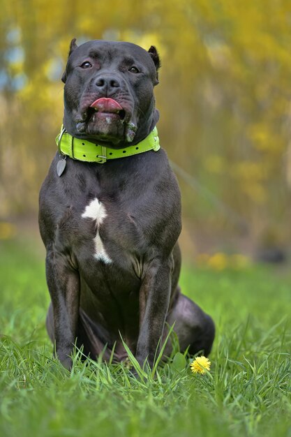 Portrait de chien sur le champ