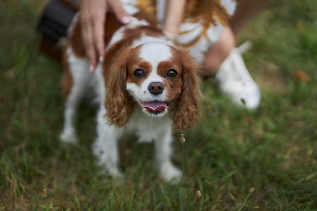 Portrait d'un chien Charles King Spaniel chien mignon