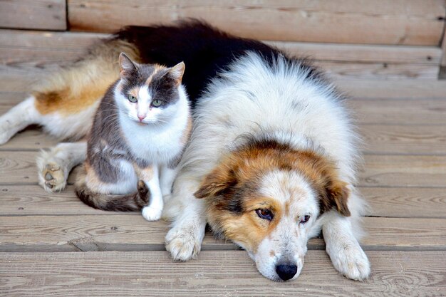 Photo portrait d'un chien et d'un chat allongés