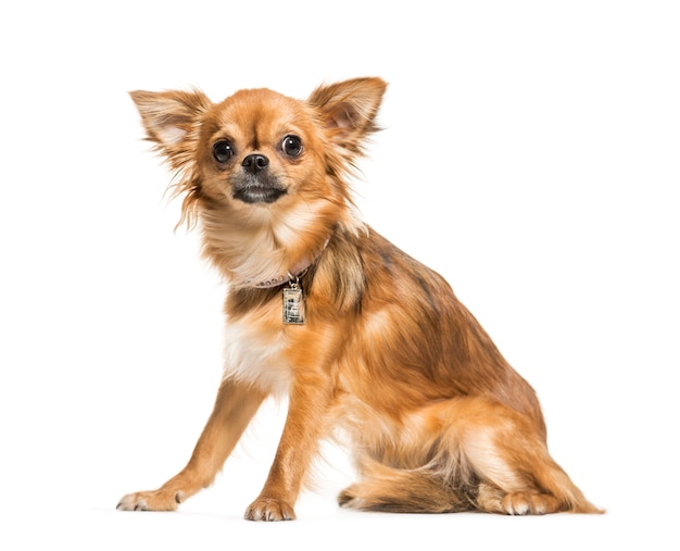 Portrait d'un chien Chihuahua assis devant un fond blanc