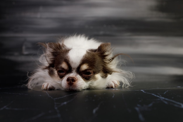 Un portrait de chien chihuahua poil long isolé sur fond noir