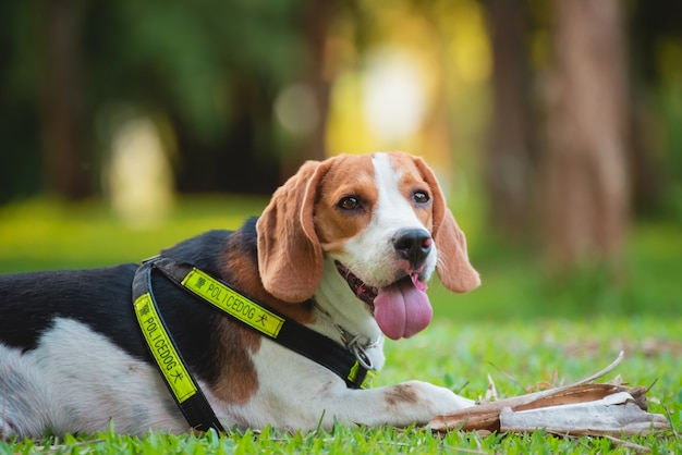 Portrait de chien chiot beagle, concept animalier