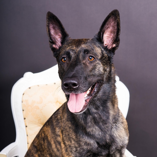 Portrait de chien chiot berger néerlandais en gros plan studio fond rouge foncé