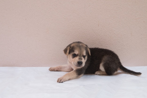 Portrait de chien chiot hybride noir, marron, blanc est allongé sur un sol blanc avec espace de copie pour un joli concept d'animal de compagnie