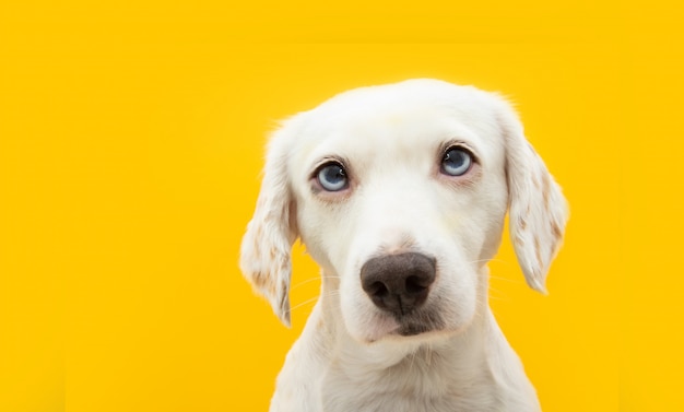 Portrait de chien chiot sérieux. Isolé