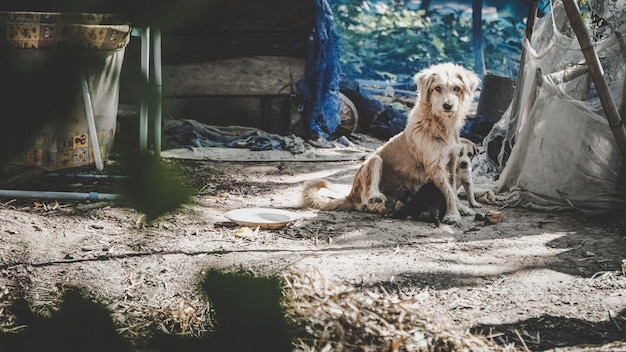 Photo portrait de chien avec des chiots sur le champ