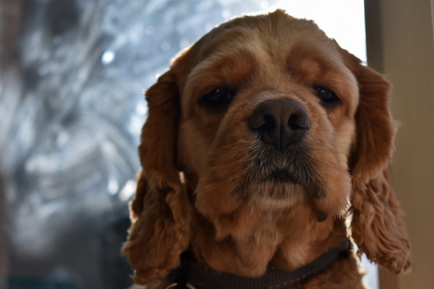 Portrait d'un chien Cocker à la maison