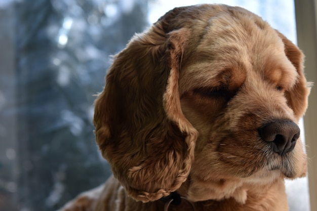 Portrait d'un chien Cocker à la maison