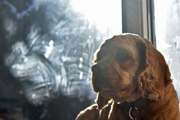 Portrait d'un chien Cocker à la maison