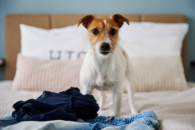 Portrait de chien en colère à la chambre