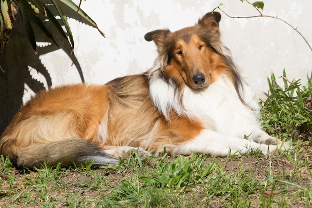 portrait chien collie