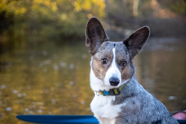 Portrait d'un chien Corgi Beau flou de fond d'automne jaune Forêt rivière