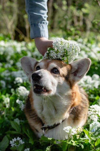 Portrait d'un chien corgi Pembroke blanc-brun dans une forêt printanière parmi la verdure et les fleurs