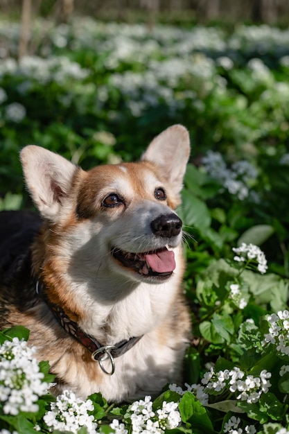 Portrait d'un chien corgi Pembroke blanc-brun dans une forêt printanière parmi la verdure et les fleurs