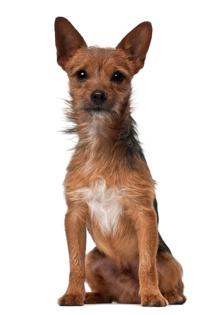 Portrait de chien croisé