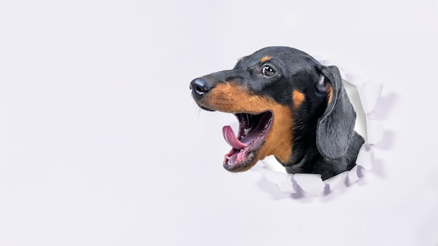Un portrait d'un chien dachshund sort d'un papier déchiré Conception d'animal mignon
