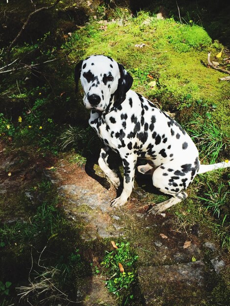 Photo portrait d'un chien dalmatien sur le champ