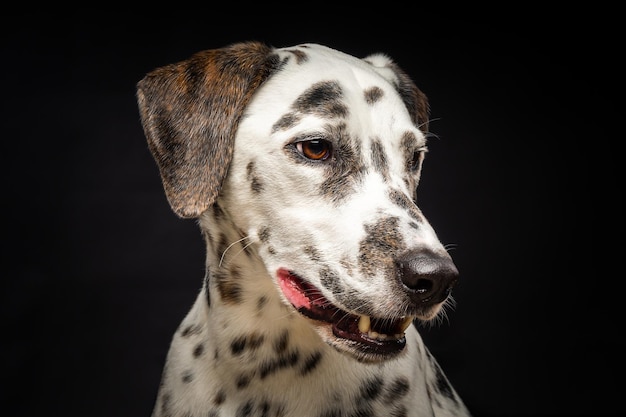 Portrait d'un chien dalmatien isolé sur fond noir