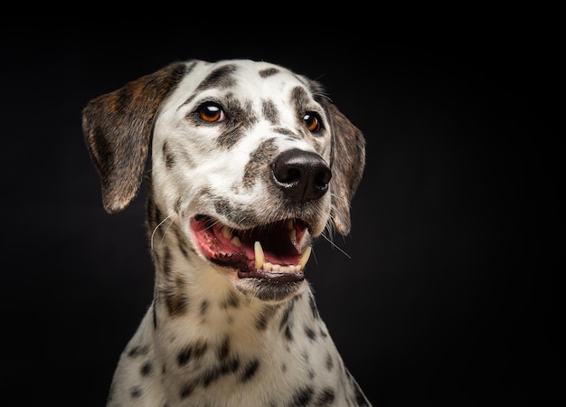 Portrait d'un chien dalmatien isolé sur fond noir