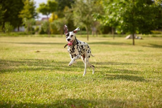 Portrait d'un chien dalmatien qui court à travers l'herbe verte dans le parc.