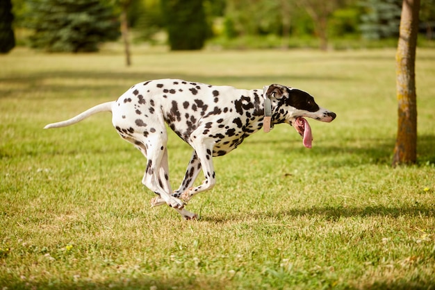 le portrait d'un chien dalmatien traverse l'herbe verte dans le parc qui court